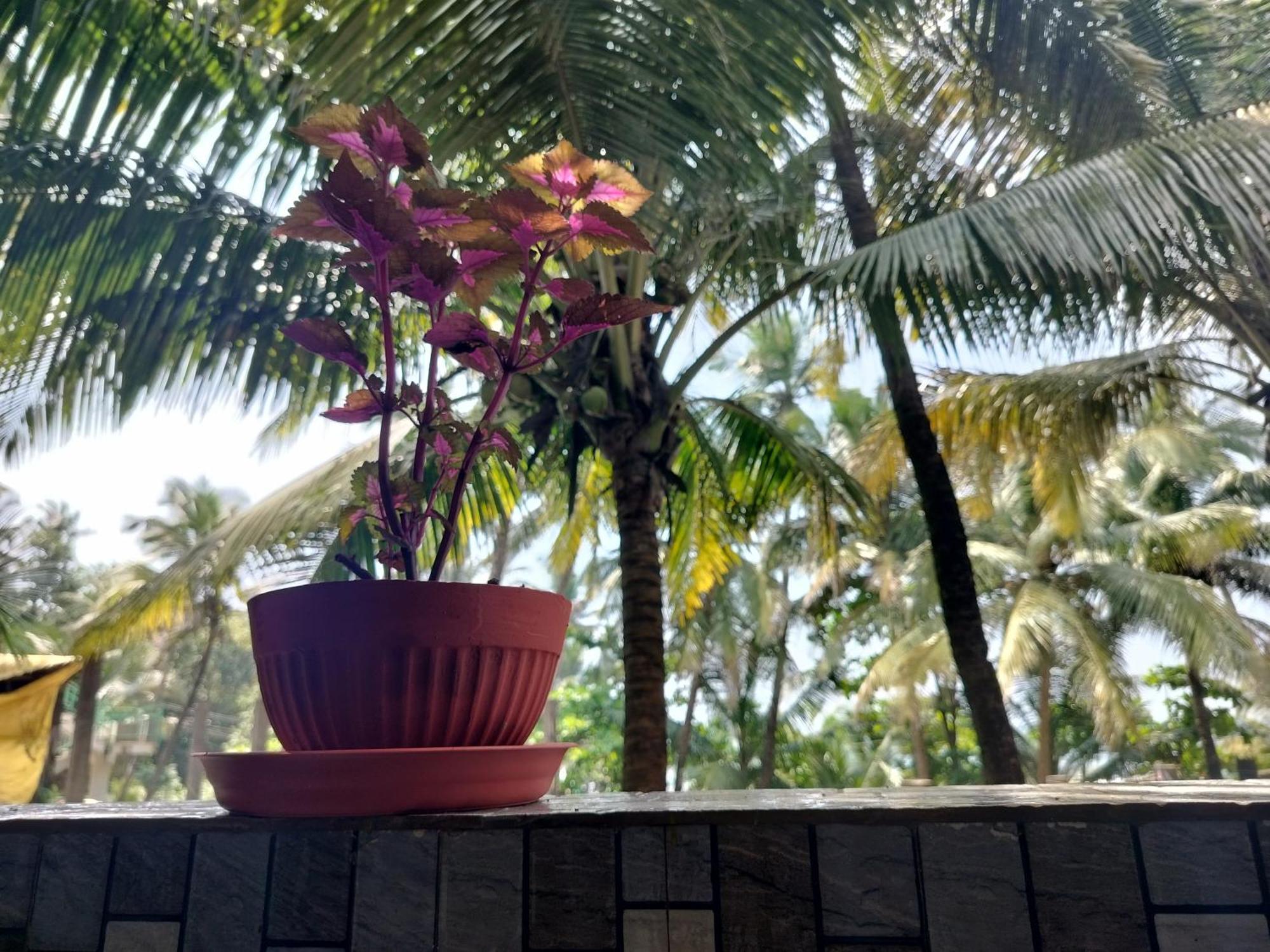 Kumbaya Beachside Hostel & Apartments At Arambol Beach Bagian luar foto